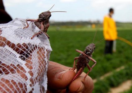زراعة غزة تنفي الاشاعات عن وصول الجراد لفلسطين