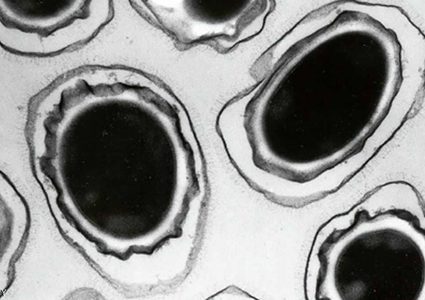 "البكتيريا الخارقة" تنذر العلماء.. وأمراض مستعصية على الطريق