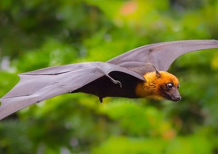 دراسة: انفلونزا الخفافيش يمكن أن تنتقل للانسان وتسبب وباء قاتل