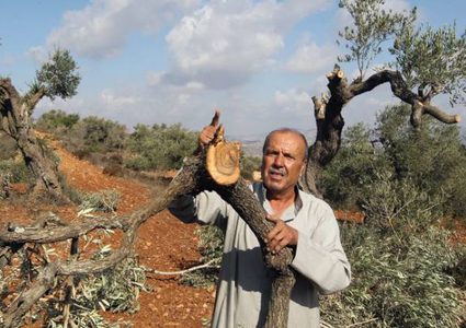 الاحتلال يقتلع أشتال زيتون ويجرف أراضي في خلة الضبع جنوب الخليل