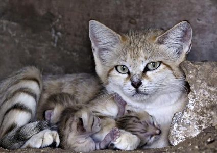 دفعت 1100 جنيه إسترليني لإجراء عملية تجميل لقطّتها