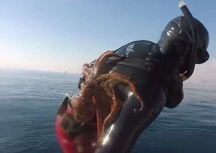 معركة حامية بين أخطبوط وغواص!