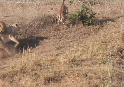 أسد "ينقذ" غزالا من أنياب لبؤة!