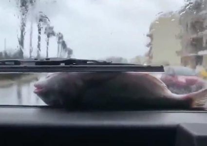 السماء تمطر أسماكا في مالطا !