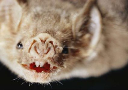 اكتشاف خطر الخفافيش على حياة البشر!