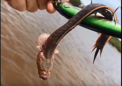 اكتشاف "وحش مرعب" في أستراليا!