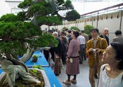 سرقة شجرة عرعر نادرة عمرها 400 عام !