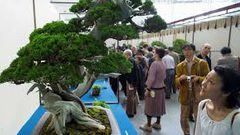 سرقة شجرة عرعر نادرة عمرها 400 عام !