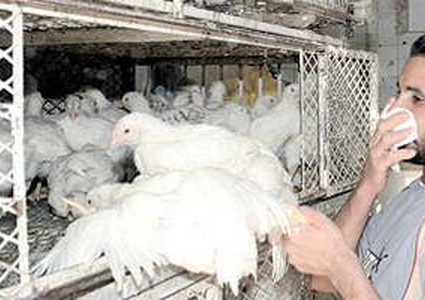 مصر.. اكتشاف نوع جديد لمرض إنفلونزا الطيور