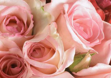 تعرف على الخصائص الفريدة لورد الجوري