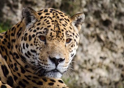 كلب صغير "يهاجم" فهدا في موقف طريف