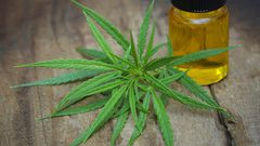 دراسة: أدوية الماريجوانا فعالة وآمنة الاستخدام بالنسبة لكبار السن