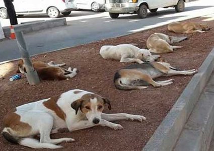 دار الافتاء المصرية: الشرع يجيز قتل الكلاب العقور المؤذية