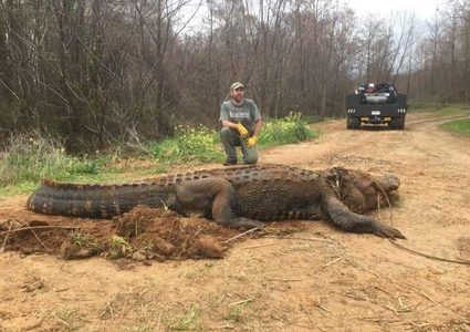 استخدام معدات ثقيلة لإنقاذ تمساح عملاق