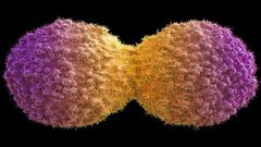 اكتشاف رابط بين زراعة الأرداف وسرطان نادر!