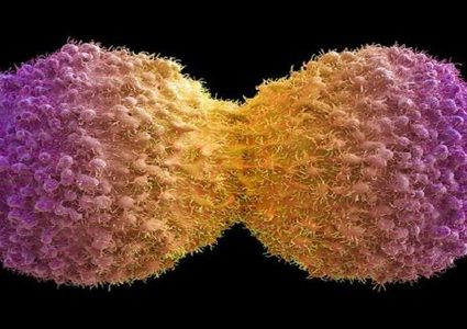 اكتشاف رابط بين زراعة الأرداف وسرطان نادر!