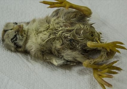 فرخ دجاج بأربعة أرجل ويخضع للعلاج البيطري