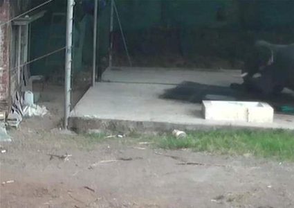 ضربه بالسوط بشدة فقتله الفيل ببشاعة