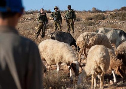 مستوطنون يطردون رعاة أغنام في الأغوار الشمالية