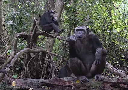 ابتكار تقنية ثورية لمكافحة الاتجار غير الشرعي بالقردة