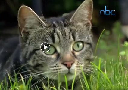 معتقدات خاطئة حول الحيوانات