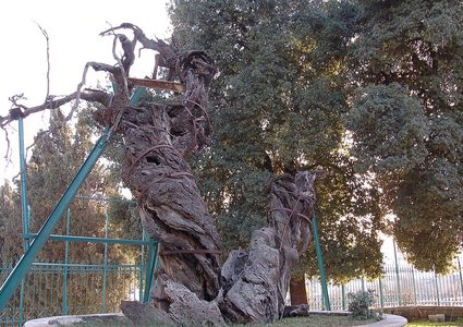 بلوطة ابراهيم مزار يجسد عراقة مدينة الخليل