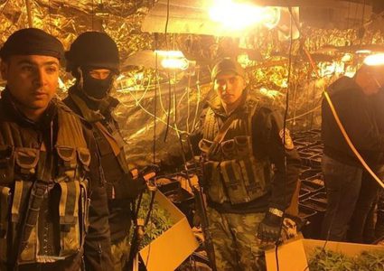 "الوقائي" يضبط 1000 بذرة من القنب المخدر بنابلس