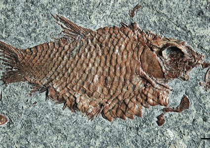 اكتشاف أنواع جديدة من الأسماك في جبال الألب السويسرية