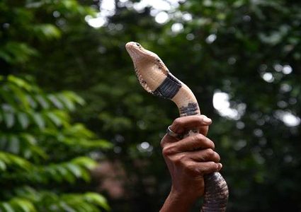 "تايسون" يضحي بنفسه وينقذ عائلة من الموت!