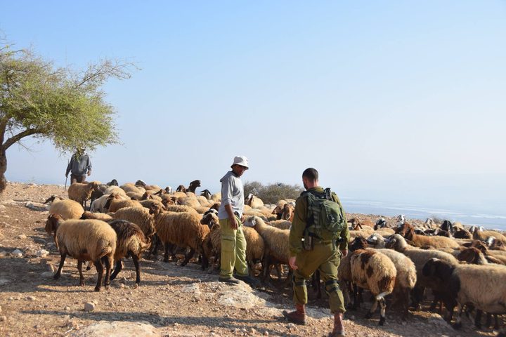 مستوطنون يطاردون رعاة أغنام في الأغوار الشمالية