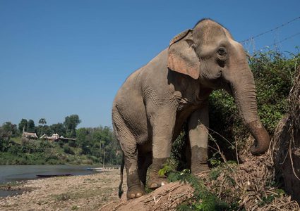 بعد 43 سنة من الاكتئاب.. وفاة الفيل "فلافيا" الأكثر حزنا بالعالم