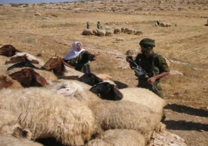 قوات الاحتلال تحتجز رعاة أغنام وناشطين في الأغوار