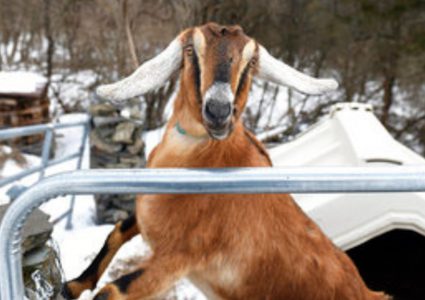 عنزة نوبية..أول عمدة شرفي من الحيوانات الأليفة في أمريكا