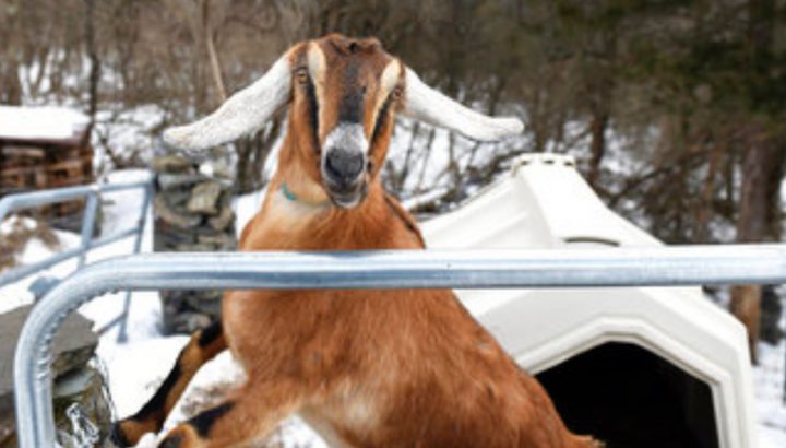 عنزة نوبية..أول عمدة شرفي من الحيوانات الأليفة في أمريكا