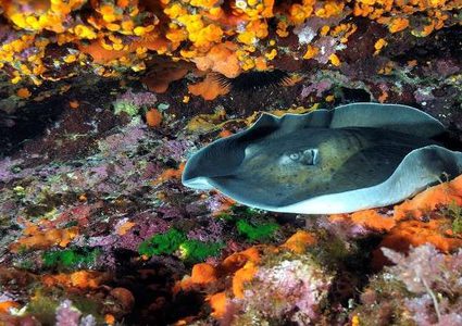 ولادة نادرة لـ "ناتاشا" لؤلؤية في روسيا! (فيديو)