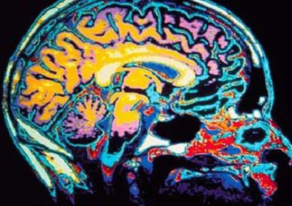 دراسة: الدماغ هو من يتحكم بسلوك ومشاعر الأهل تجاه أبنائهم