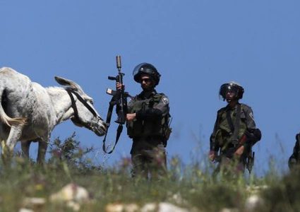 قوات الاحتلال تستولي على حمارين في الأغوار الشمالية