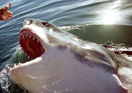 قرش يعض اليد التي ساعدته!