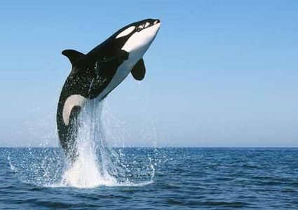 أمريكا..اكتشاف نوع جديد من الحيتان "القاتلة"