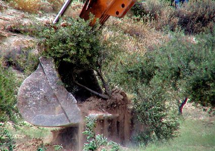 مستوطنون يقطعون عشرات أشجار الزيتون جنوب نابلس