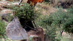 مستوطنون يقطعون عشرات أشجار الزيتون جنوب نابلس