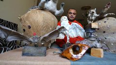 شاب من غزة يتخذ من تحنيط الحيوانات الميتة مهنة له