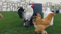 أغرب من الخيال..طيور الدجاج تفتك بثعلب حاول التهامها!