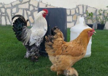 أغرب من الخيال..طيور الدجاج تفتك بثعلب حاول التهامها!