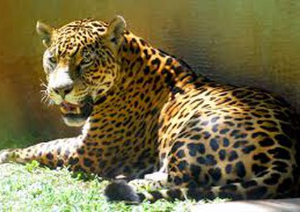 نمر أمريكي ينقض على "سائحة السيلفي"!