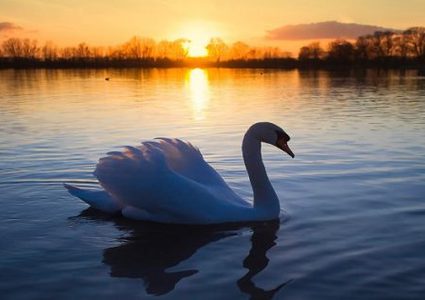 بجعة تنتصر على "سجانها" ..وتتمكن من الهروب منه!