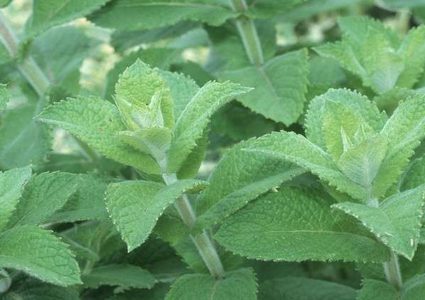 ما خطورة ورق النعناع على الرجال