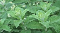 ما خطورة ورق النعناع على الرجال