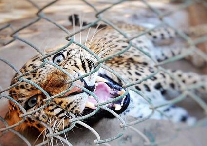 معركة بين فهدين تودي بهما إلى الهاوية! (فيديو)