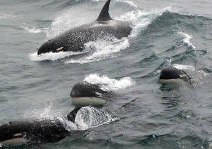 اكتشاف نوع جديد من الحيتان القاتلة.. ونهاية عقود من "الشك"